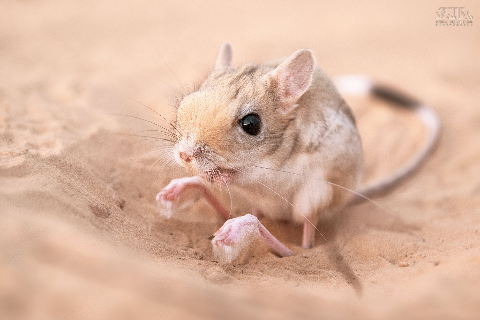 Jerboa Dit speciale beestje is een Jerboa (Dipodidae).  Het is een springmuis die wat lijkt op een kleine kangoeroe en voorkomt in de woestijnen in Noord Afrika. Stefan Cruysberghs